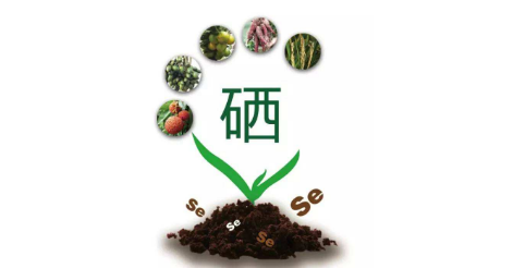 你以為只有病人才會(huì)補(bǔ)硒嗎？健康的人也需要補(bǔ)硒