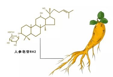 科普：人參皂苷Rh2的效果是看含量還是濃度？