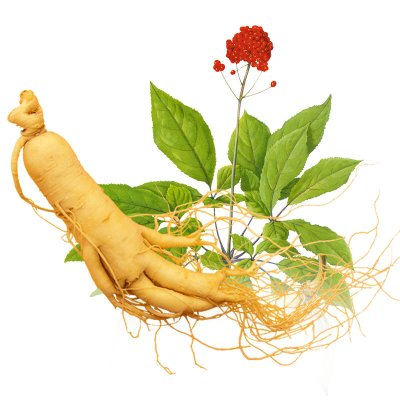 人參皂苷Rh2調節(jié)免疫系統(tǒng)機理的過程