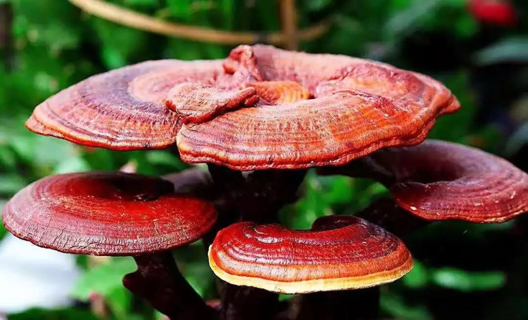正處三伏天，靈芝孢子粉養(yǎng)生正當時