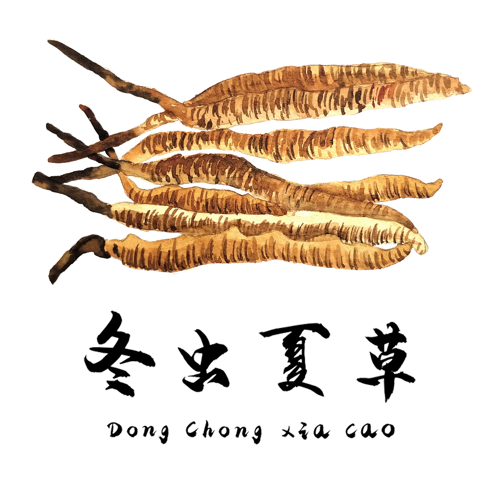 對(duì)于食道癌，冬蟲夏草有一定的改善作用