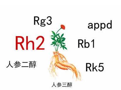 中藥人參皂苷的輔助作用，Rh2和Rg3都不錯