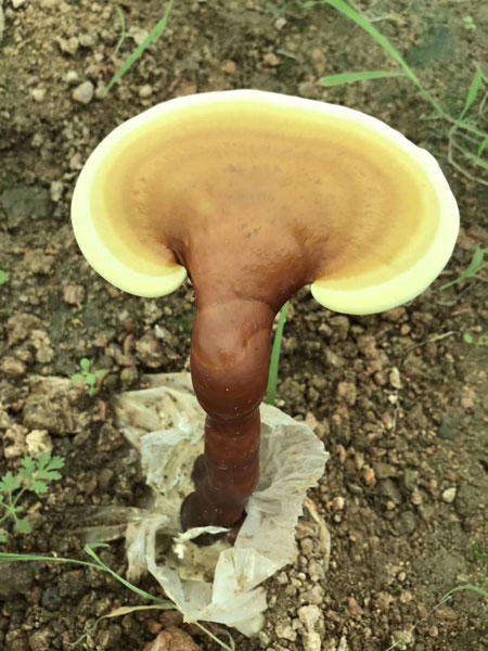 靈芝雖好，盡量不要和它們不能一起使用