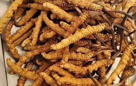 冬蟲夏草那么多種吃法，哪種才能發(fā)揮作用？