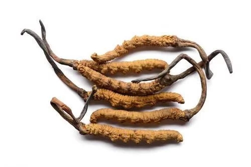 冬蟲(chóng)夏草真的能抗癌嗎？