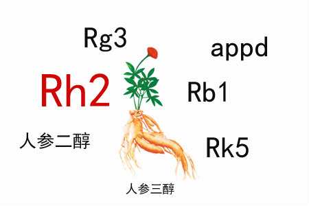 人參皂苷的免疫調節(jié)作用有什么特殊之處？