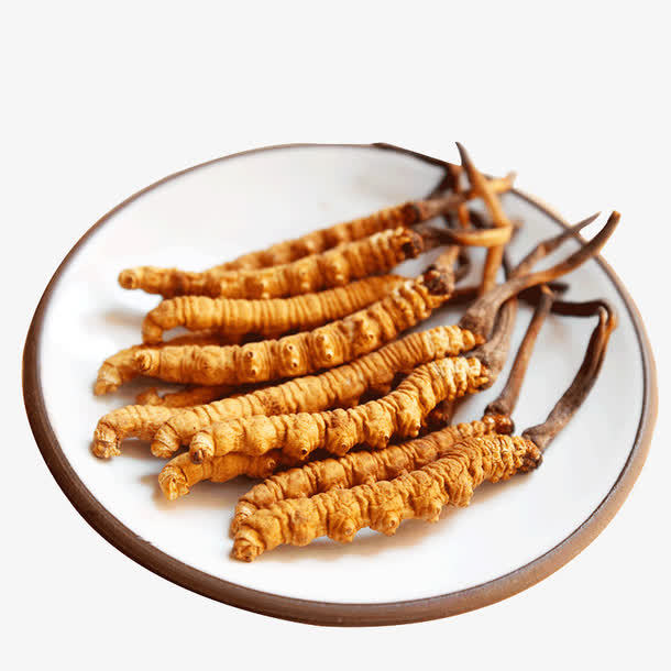 冬蟲夏草菌絲體是如何產(chǎn)生的？